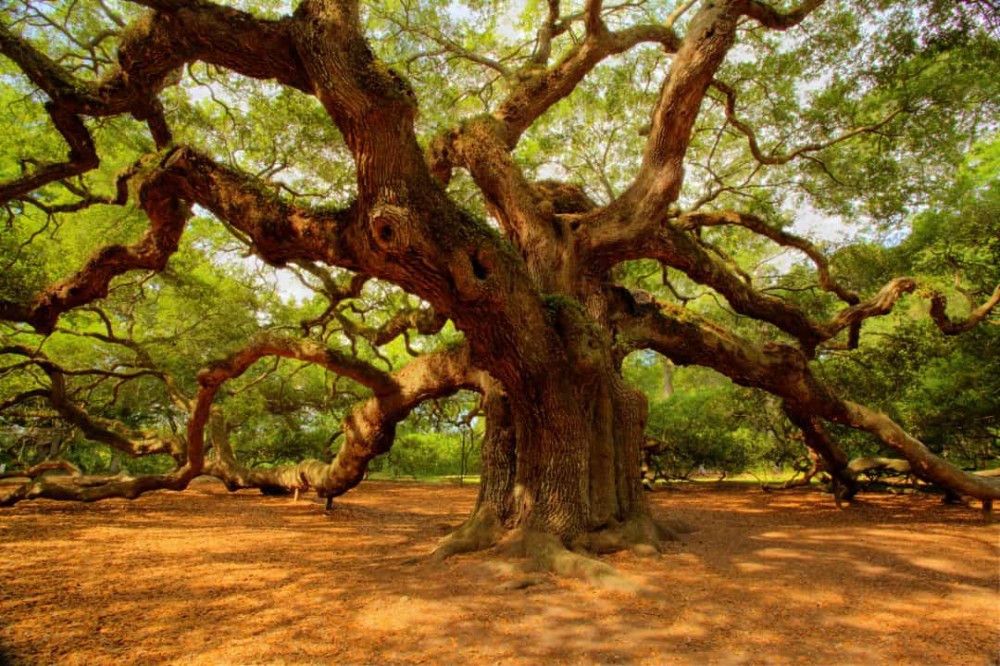 Chiêm ngưỡng những loài thực vật độc đáo trên thế giới