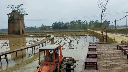 Quảng Nam: Độc đáo quán cà phê 'Lò gạch cũ' nằm giữa cánh đồng lúa xanh ngát