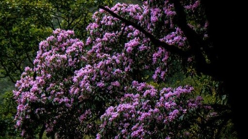 Cánh rừng hoa đỗ quyên tím trời Tây Bắc, đẹp như cổ tích