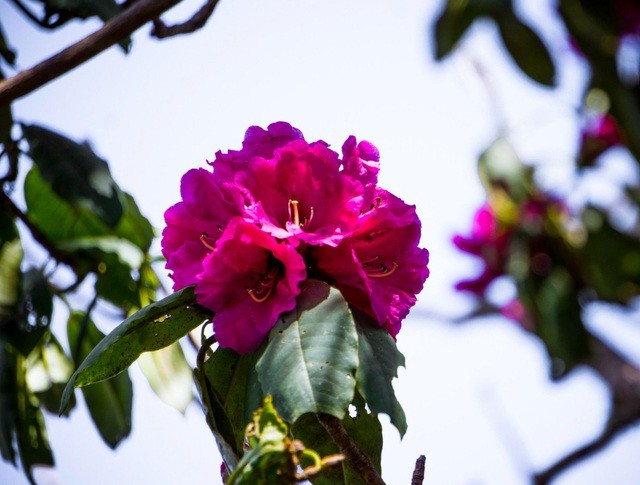 Cánh rừng hoa đỗ quyên tím trời Tây Bắc, đẹp như cổ tích