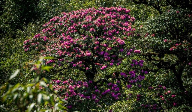 Cánh rừng hoa đỗ quyên tím trời Tây Bắc, đẹp như cổ tích