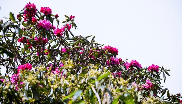 Cánh rừng hoa đỗ quyên tím trời Tây Bắc, đẹp như cổ tích