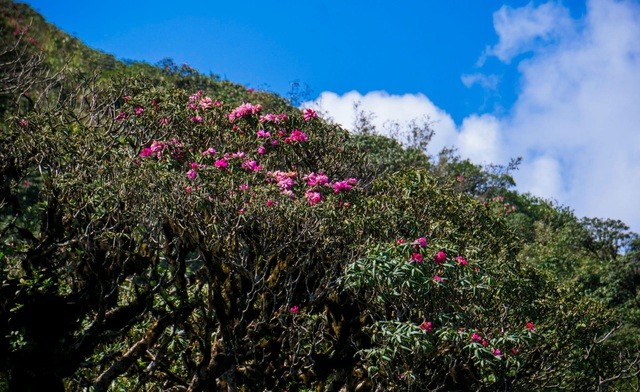 Cánh rừng hoa đỗ quyên tím trời Tây Bắc, đẹp như cổ tích