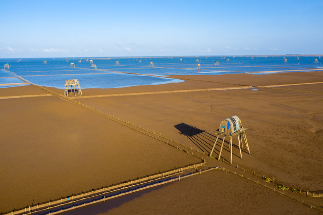 Sửng sốt vẻ đẹp của cánh đồng ngao trên bãi biển Thái Bình Sửng sốt vẻ đẹp của cánh đồng ngao trên bãi biển Thái Bình