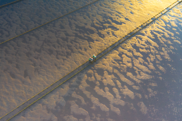 Sửng sốt vẻ đẹp của cánh đồng ngao trên bãi biển Thái Bình Sửng sốt vẻ đẹp của cánh đồng ngao trên bãi biển Thái Bình