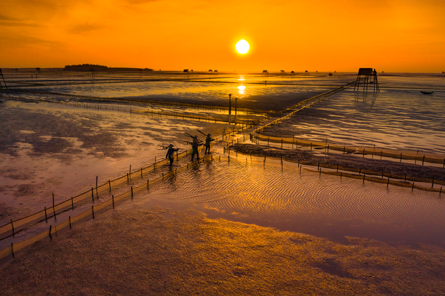 Sửng sốt vẻ đẹp của cánh đồng ngao trên bãi biển Thái Bình Sửng sốt vẻ đẹp của cánh đồng ngao trên bãi biển Thái Bình