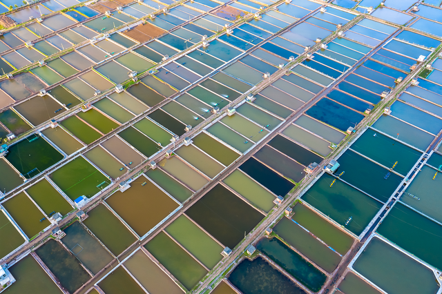 Sửng sốt vẻ đẹp của cánh đồng ngao trên bãi biển Thái Bình Sửng sốt vẻ đẹp của cánh đồng ngao trên bãi biển Thái Bình