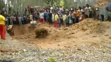 Ấn Độ: Dùng máy móc hạng nặng giải cứu thành công chú voi con từ giếng sâu 5 mét