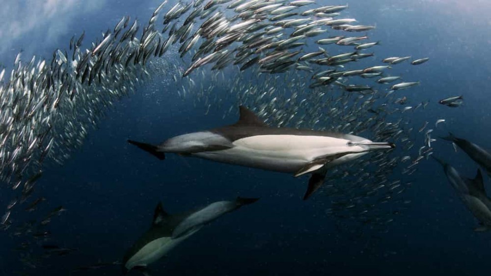 15 năm đàm phán, Hiệp ước bảo vệ sự đa dạng sinh học ở vùng biển quốc tế vẫn chưa thể về đích