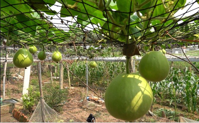 Hải Phòng: Độc lạ giàn bầu trăm trái siêu to khổng lồ, mỗi quả nặng 15 kg