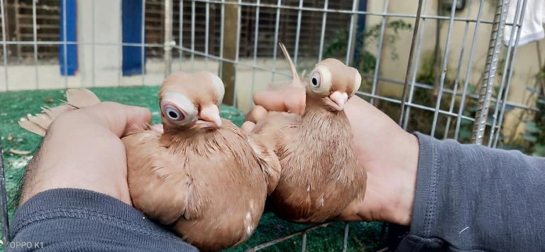 Kỳ lạ loài chim bồ câu mắt lồi bay liền 5 tiếng trên quãng đường 800 km