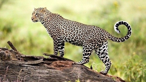 Nga bảo tồn thành công báo Viễn Đông - loài báo quý hiếm nhất thế giới