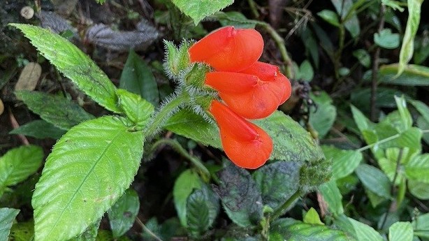 Ecuador: Tìm thấy loài hoa dại tuyệt đẹp đã từng tuyệt chủng