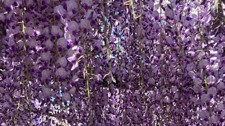 Nhật Bản: Ngắm cây hoa tử đằng 300 năm tuổi tán rộng 1.700 m²