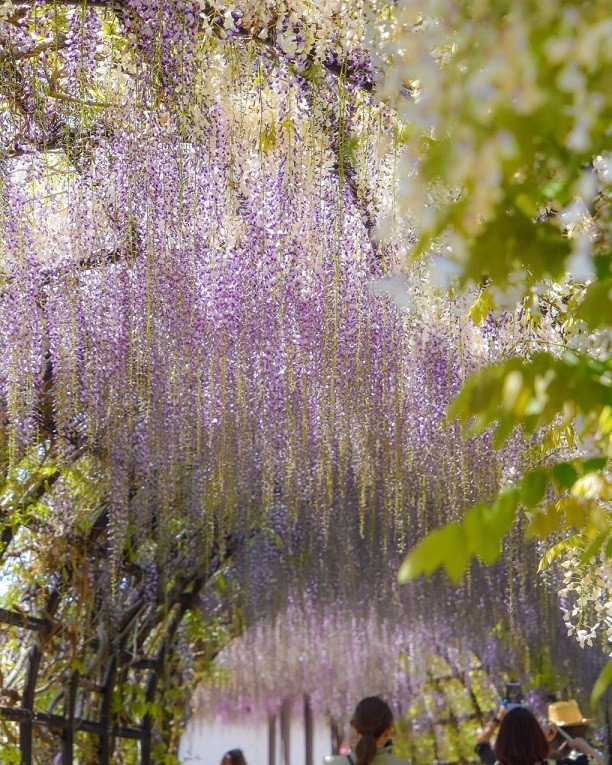 Nhật Bản: Ngắm cây hoa tử đằng 300 tuổi tán rộng 1.700 m2