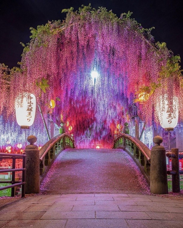 Nhật Bản: Ngắm cây hoa tử đằng 300 tuổi tán rộng 1.700 m2