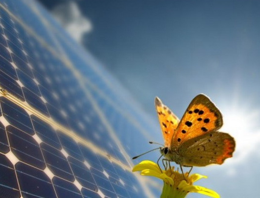 Công nghệ đột phá… từ những cánh bướm