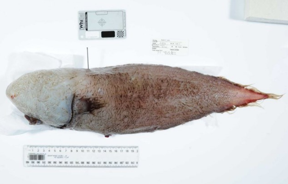 Phát hiện "cá không mặt" dưới đáy biển sâu