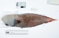 phat hien kinh ngac ve xac con chim 100 trieu nam tuoi trong ho phach