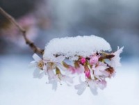 lam ruou tu ong tre sieu doc dao cua nguoi trung quoc