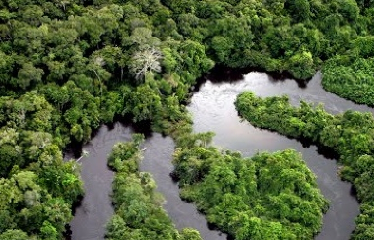 Peru cảnh báo rừng nhiệt đới Amazon bị tàn phá với tốc độ nhanh