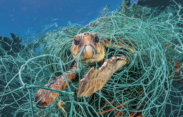 Thấy gì từ những bức ảnh thiên nhiên “kêu cứu”?