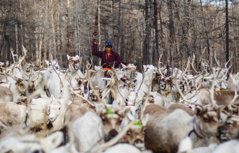 Mông Cổ: Bộ tộc chăn tuần lộc cuối cùng khó giữ bản sắc