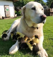 chu cho cao lon nhat hanh tinh qua doi