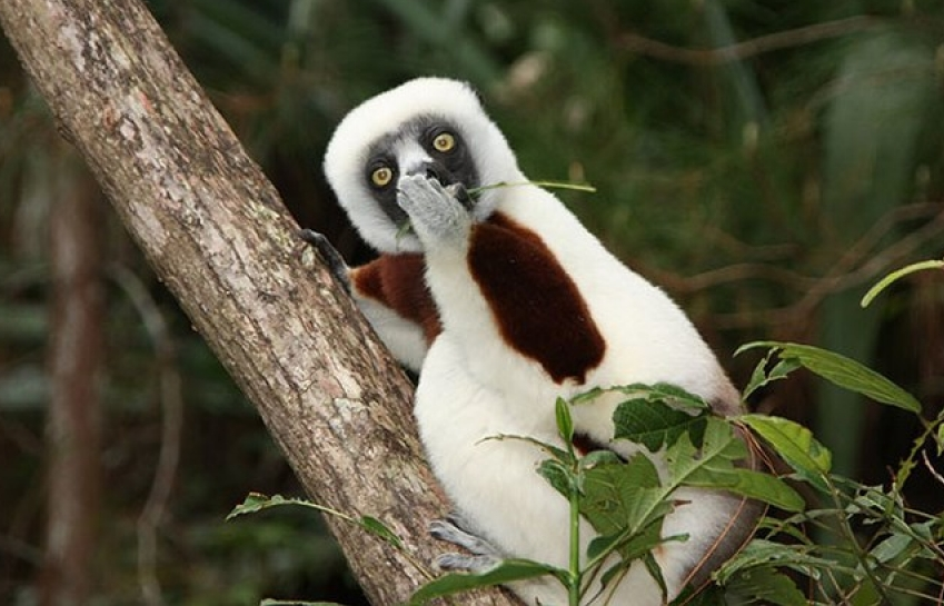 Những bức ảnh siêu hài hước về động vật