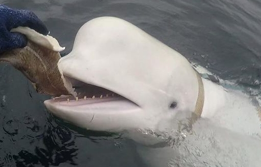 Cá voi trắng bị nghi là “gián điệp của Nga” được phát hiện ở Na Uy