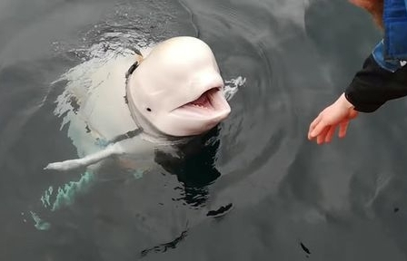 Thực hư chuyện cá voi trắng nghi là "gián điệp của Nga" lạc sang Na Uy