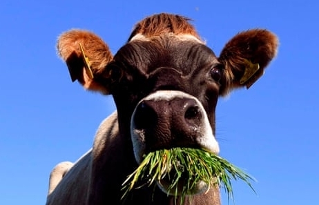 New Zealand đặt mục tiêu xây dựng nền kinh tế không khí thải