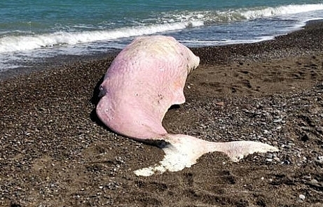 Báo động: Cá nhà táng chết dạt trên đảo, bụng chứa đầy rác nhựa