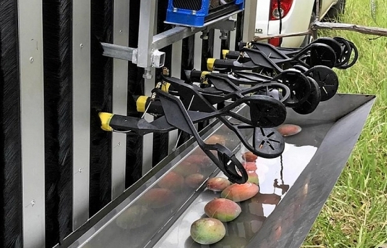 Australia thử nghiệm robot hái xoài, giải quyết khó khăn về nhân lực