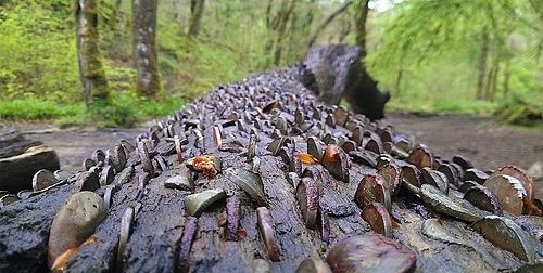 than cay duoc nhet kin tien nguoi dan quan niem ai lay cap se mac benh