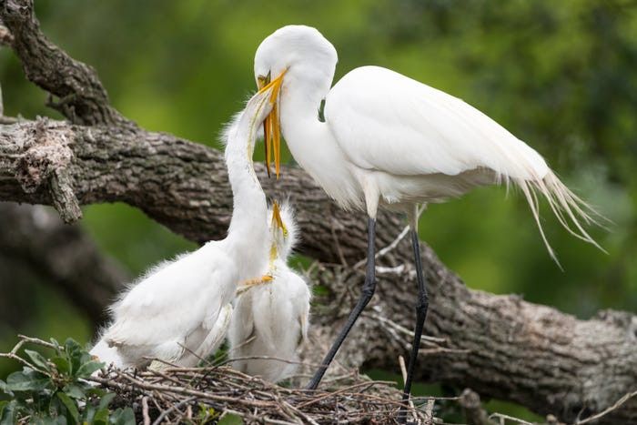 nhung khoanh khac dep ve tinh mau tu trong the gioi dong vat