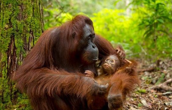 Xúc động những khoảnh khắc đẹp về tình mẫu tử thiêng liêng trong thế giới động vật
