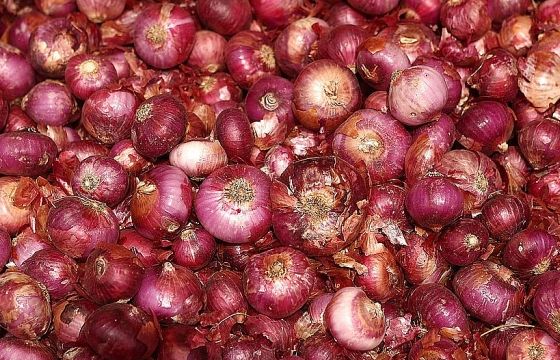 Thu mua 28 tấn hành, lấy cớ buôn thực phẩm để về quê giữa mùa Covid-19