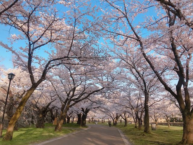 nhat ban choang ngop canh sac hoa anh dao khoe sac tuyet dep nhu co tich