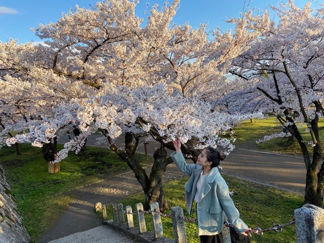 nhat ban choang ngop canh sac hoa anh dao khoe sac tuyet dep nhu co tich