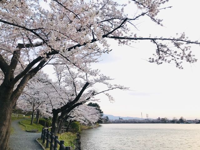 nhat ban choang ngop canh sac hoa anh dao khoe sac tuyet dep nhu co tich