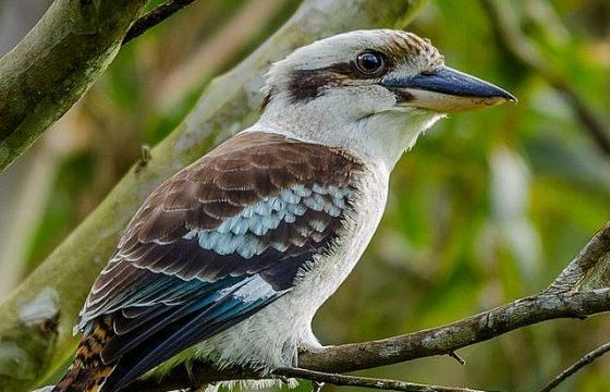 Loài chim hót như tiếng người cười, tự quyết định giới tính con non