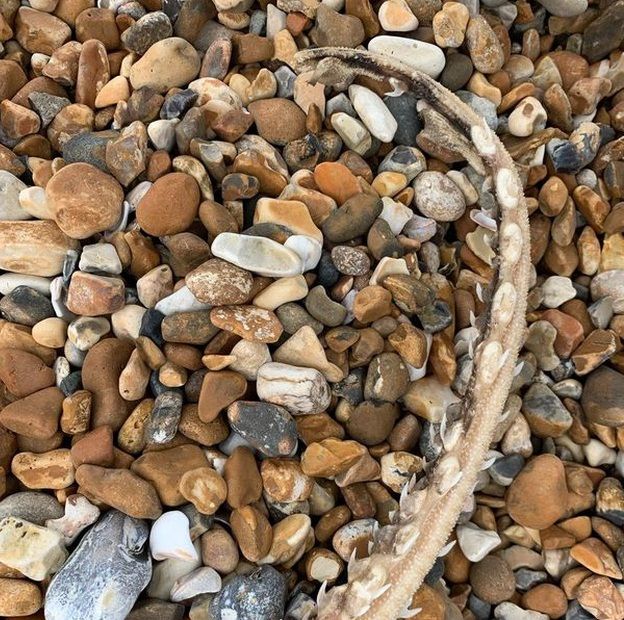 sinh vat bien bi an co rang moc tren duoi