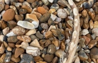 Phát hiện xác sinh vật biển kỳ quái có răng mọc trên đuôi