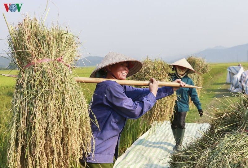 dep ngo ngang mua vang tren canh dong muong thanh