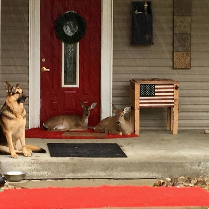 tinh ban tuyet voi giua chu cho chan cuu duc va chu huou bi bo roi