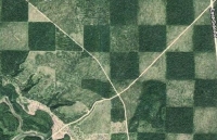 Cánh rừng độc đáo có hình bàn cờ ở Mỹ