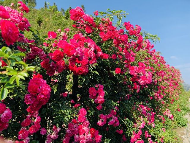 lac buoc vao thung lung hoa hong lon nhat viet nam tai sa pa