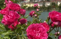 Lạc bước vào thung lũng hoa hồng lớn nhất Việt Nam tại Sa Pa