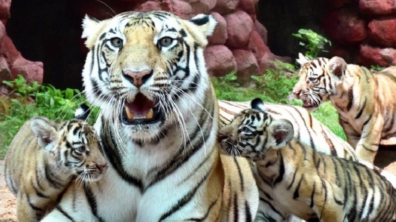 Covid-19 ở Ấn Độ: 8 con sư tử ở Công viên dương tính với virus SARS-CoV-2